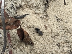 Tachysphex nigerrimus