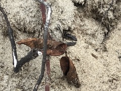 Tachysphex nigerrimus