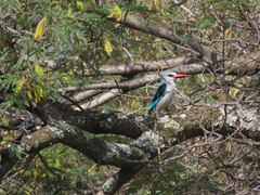 Halcyon senegalensis