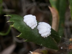 Ceronema dryandrae
