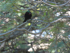 Chalcomitra amethystina