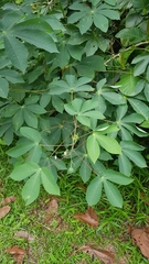 Manihot carthagenensis