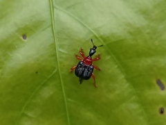 Apoderinae