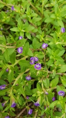 Limnophila chinensis
