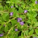 Chinese Marshweed - Photo (c) Cheongweei Gan, some rights reserved (CC BY-NC), uploaded by Cheongweei Gan