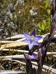 Thelymitra hatchii