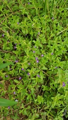 Limnophila chinensis
