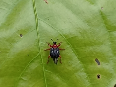 Apoderinae