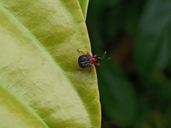 Apoderinae