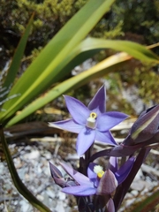Thelymitra hatchii