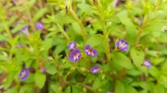 Limnophila chinensis
