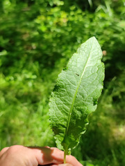 Rumex longifolius