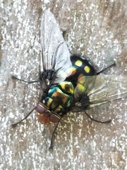 Rutilia
