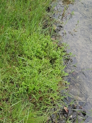 Limnophila chinensis