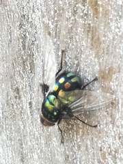 Rutilia