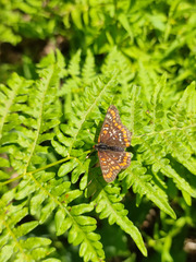 Euphydryas maturna