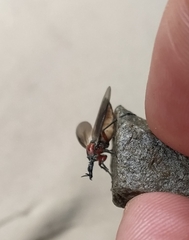 Dilophus nigrostigma