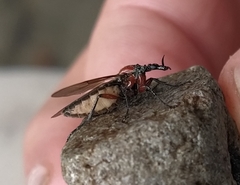 Dilophus nigrostigma