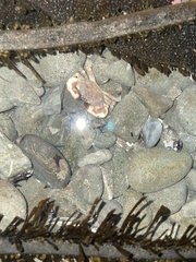 Lophopanopeus bellus