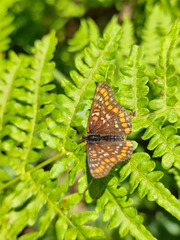 Euphydryas maturna