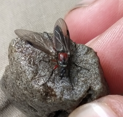 Dilophus nigrostigma