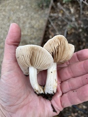 Hebeloma crustuliniforme