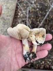Hebeloma crustuliniforme