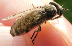 Haematopota pluvialis