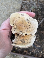 Hebeloma crustuliniforme