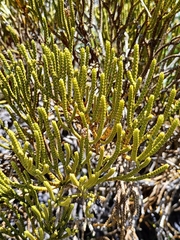 Veronica lycopodioides