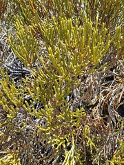 Veronica lycopodioides