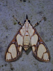 Cirrhochrista kosemponialis
