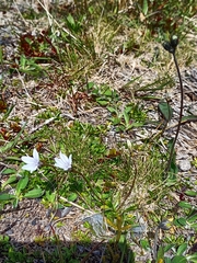 Wahlenbergia albomarginata