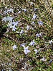 Wahlenbergia albomarginata