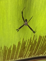 Argiope dang