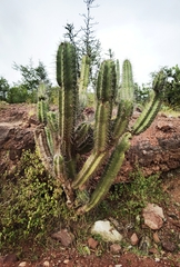 Cactoideae