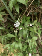 Thalictrum urbainii