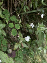 Thalictrum urbainii