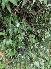 Thalictrum urbainii