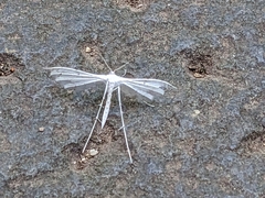 Pterophorus