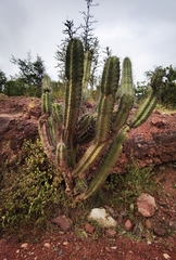 Cactoideae