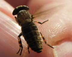 Haematopota pluvialis