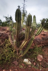 Cactoideae