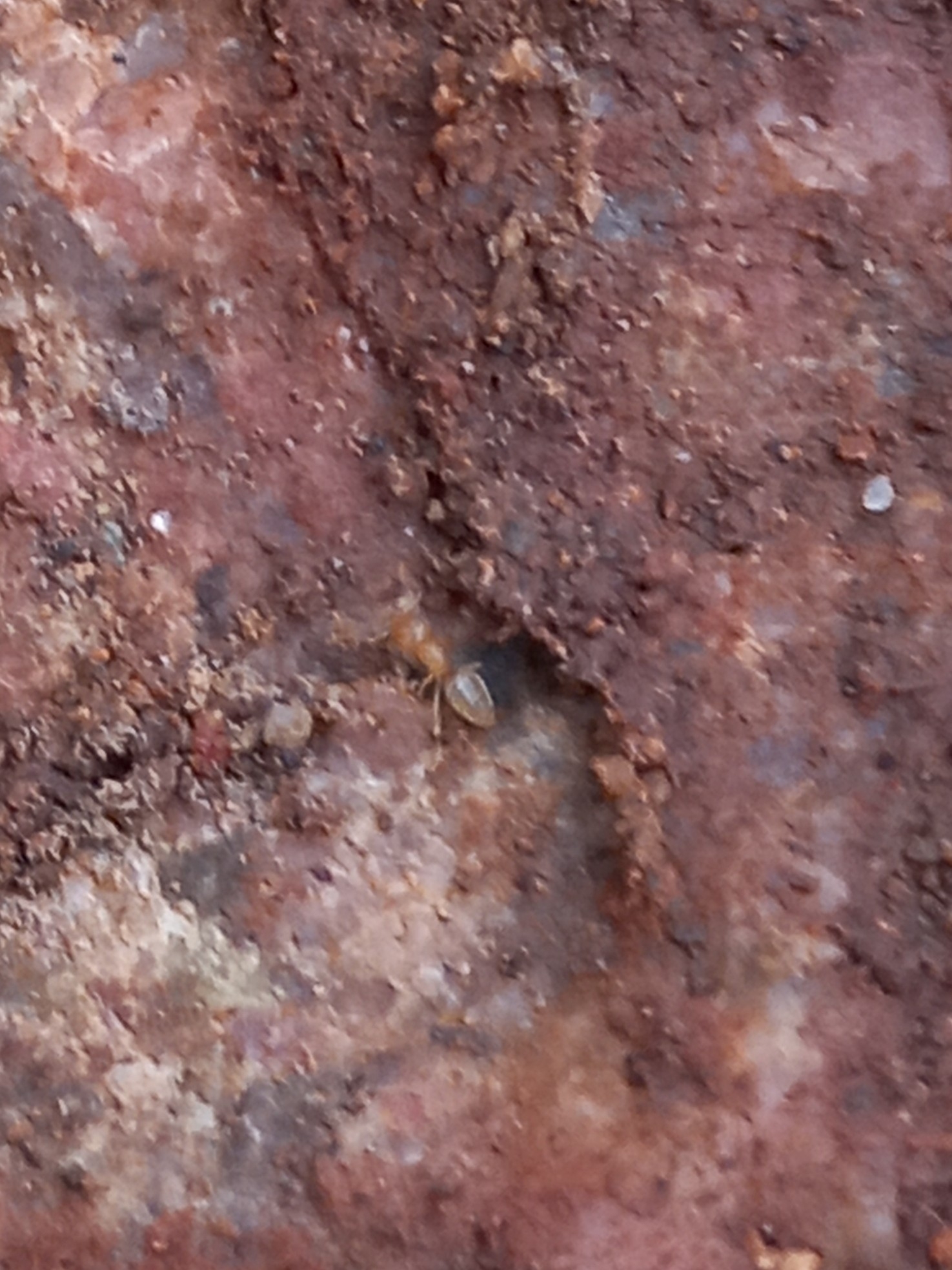 Chronoxenus myops