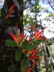 Peraxilla tetrapetala