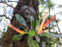 Peraxilla tetrapetala