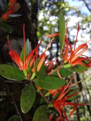 Peraxilla tetrapetala