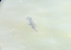 Atractosteus spatula