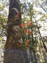 Peraxilla tetrapetala