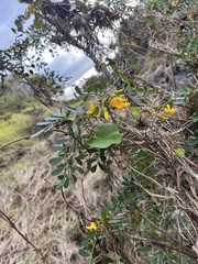 Sophora chrysophylla